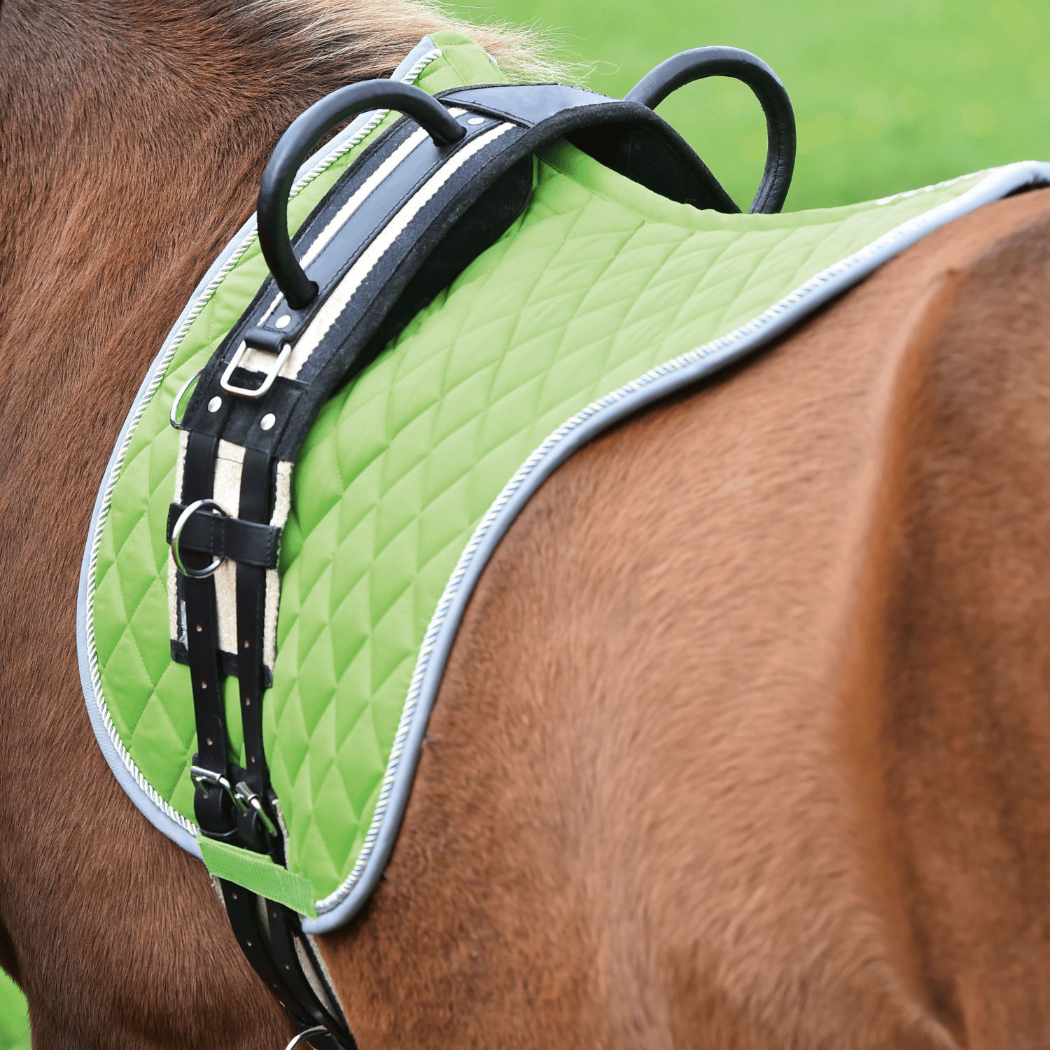 Double lunging harness