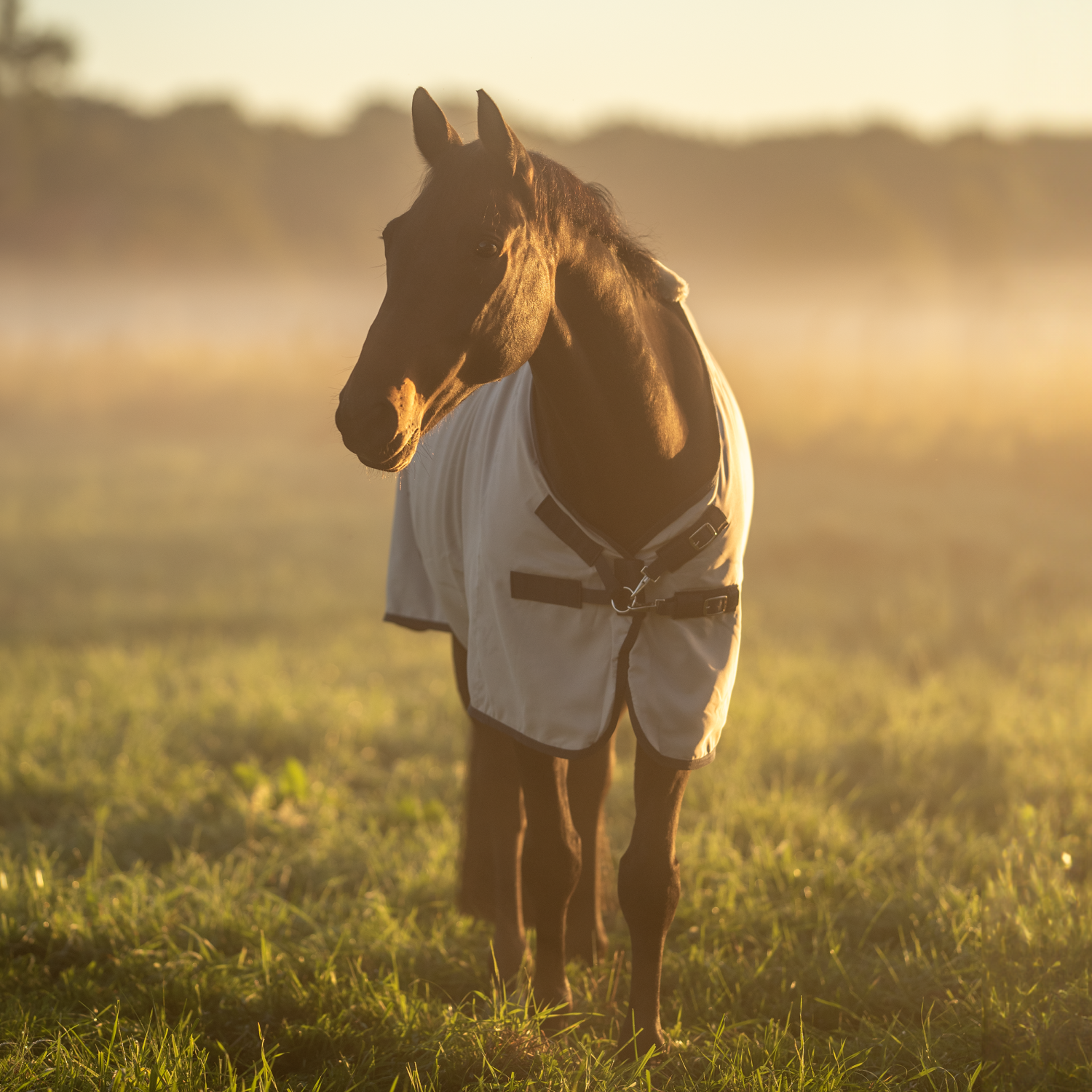 Sommerdecke Early Season