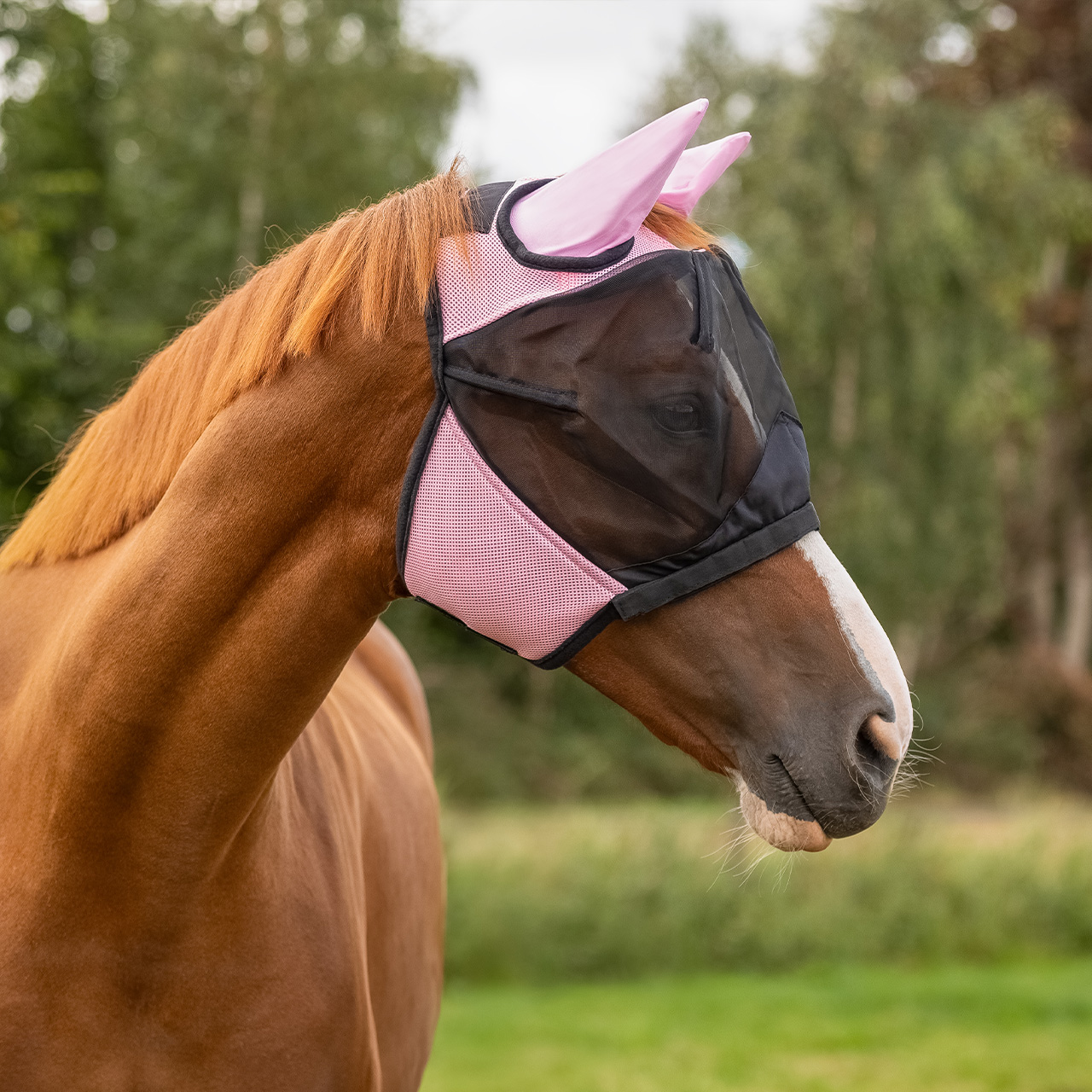 Fly mask with removable nose protection