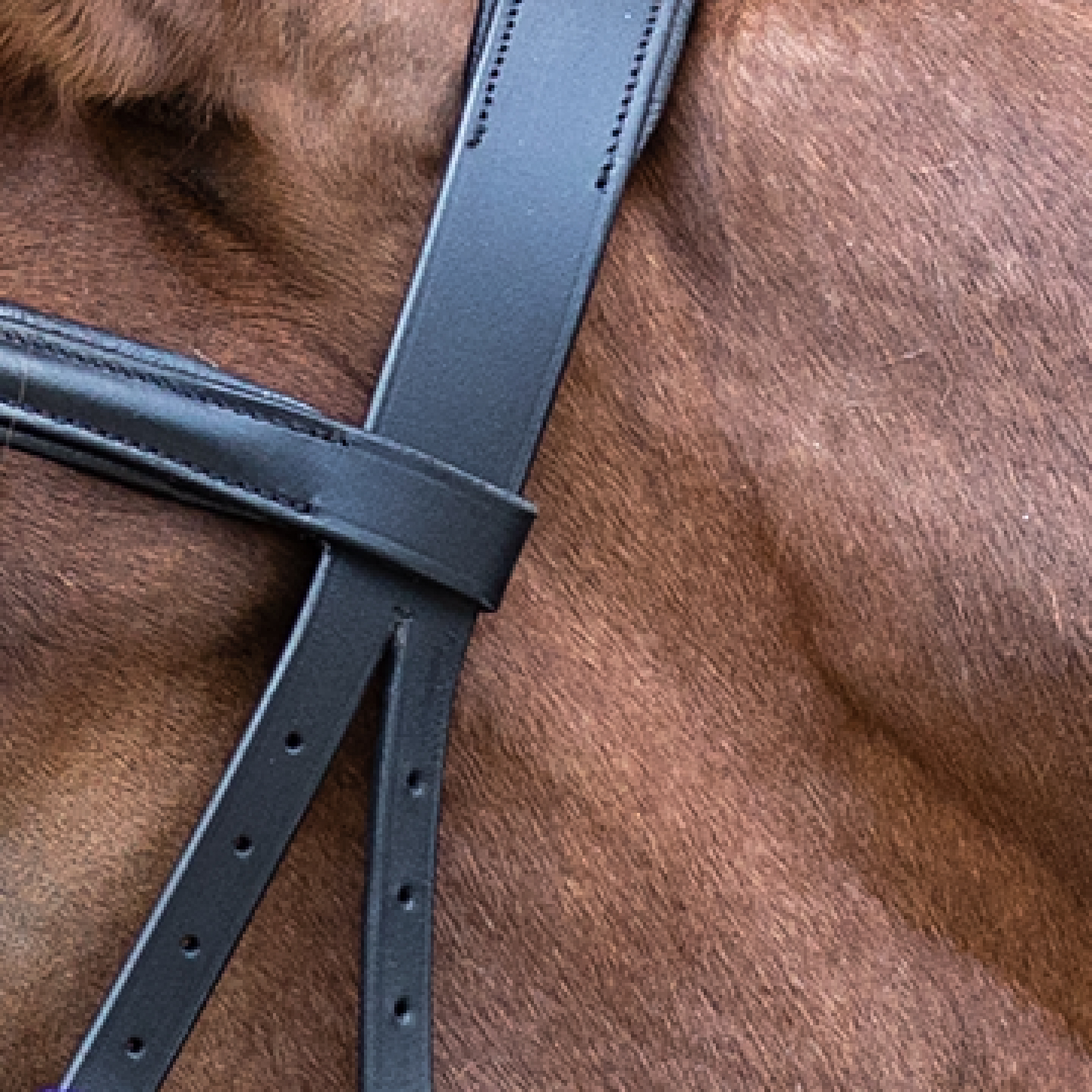 Bridle Bitless