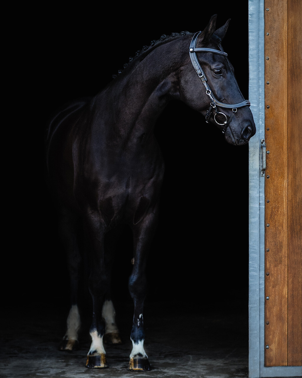 Trense FaySport Classic