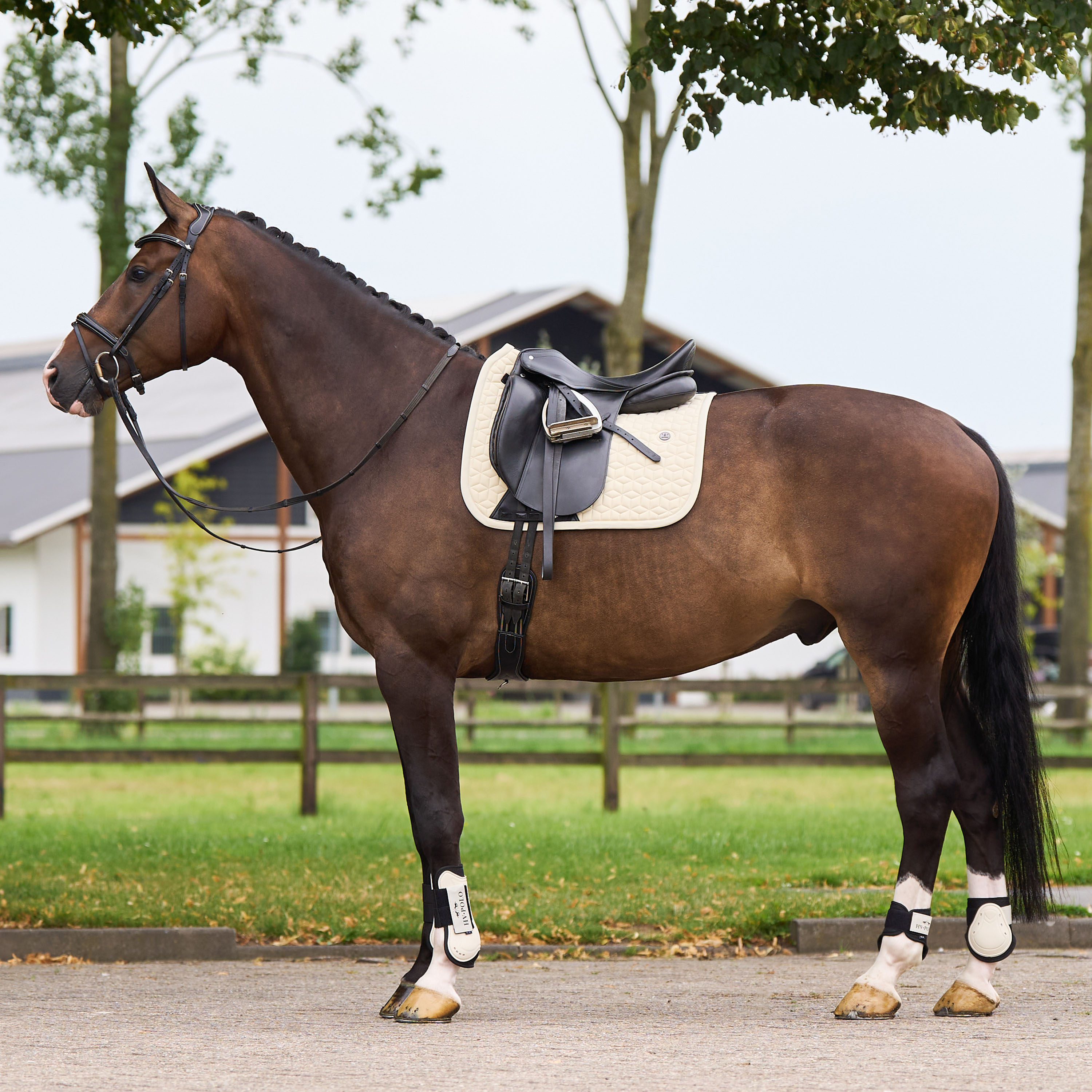 Schabracke Essential DR