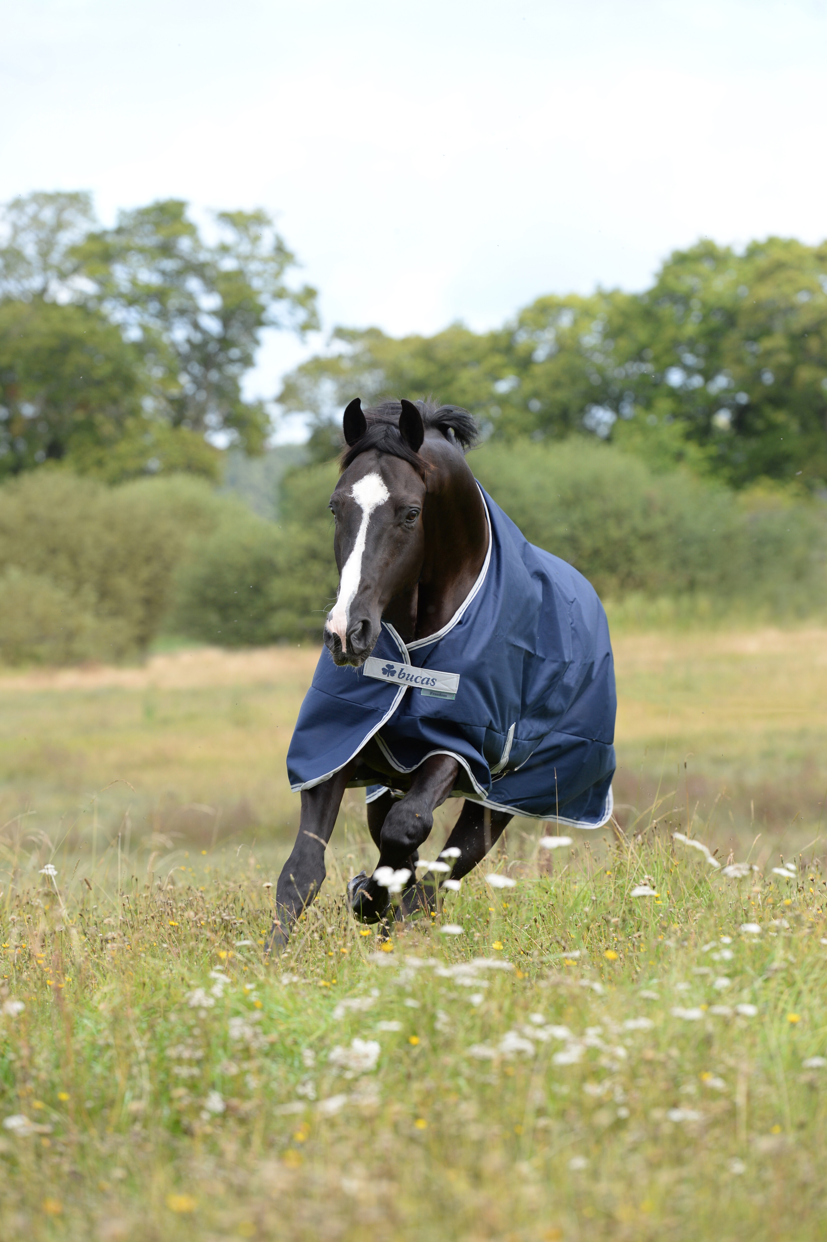 Outdoor rug Freedom Turnout Light High Neck in Navy