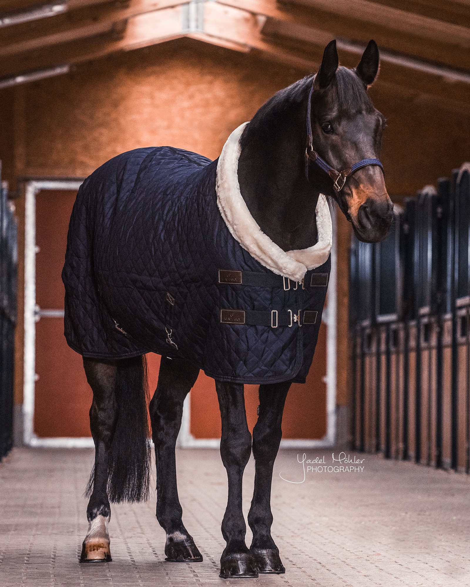 Show rug Show Rug 160g