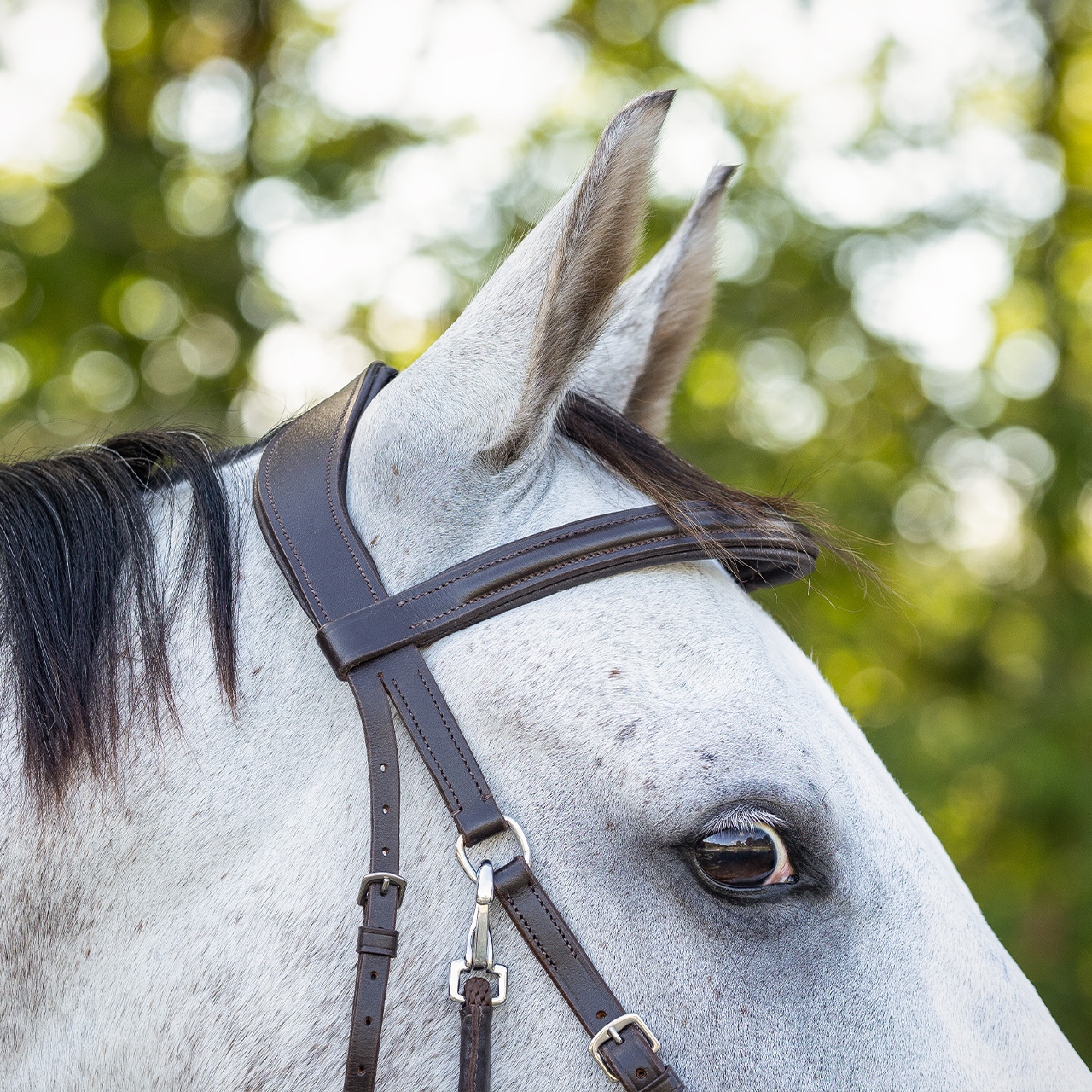 Snaffle bitless Ceto