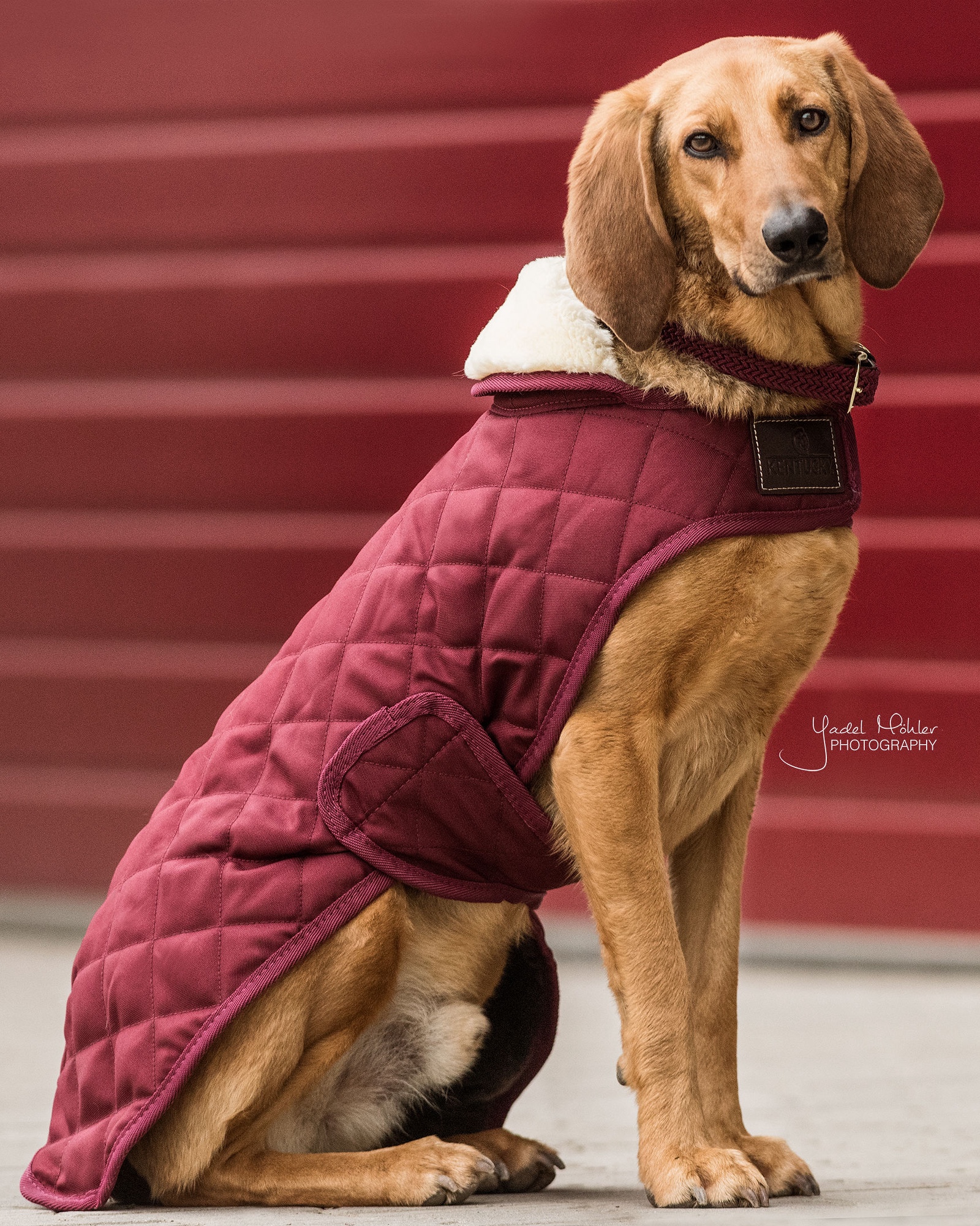 Original dog coat