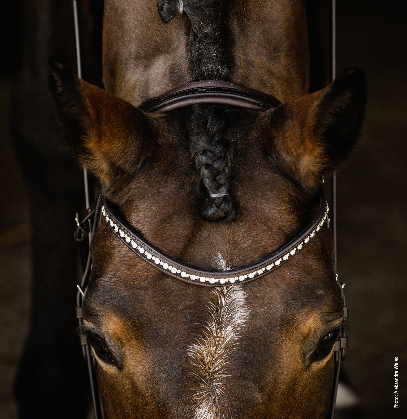 Anatomische Trense Brantford