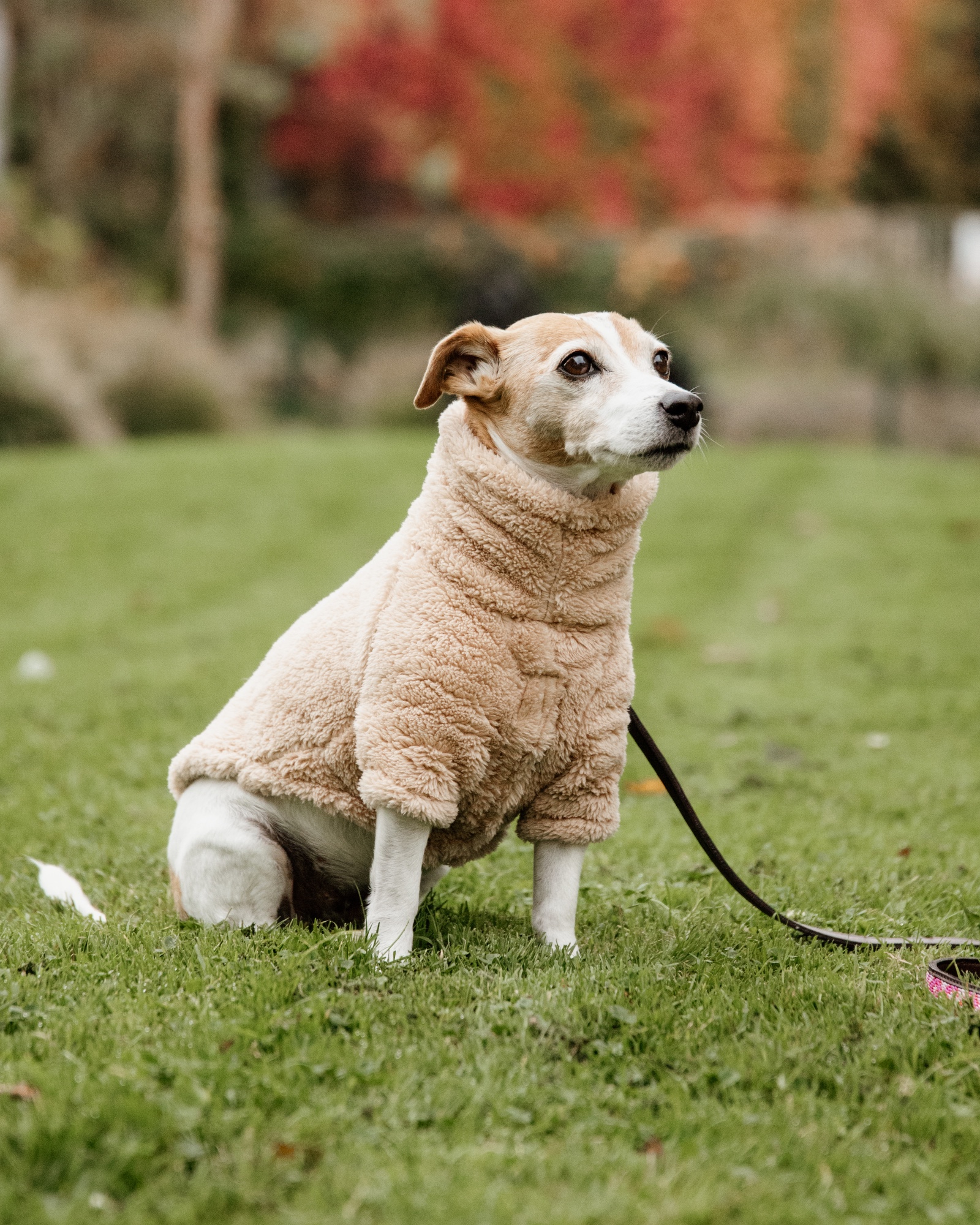 Teddy fleece dog jumper
