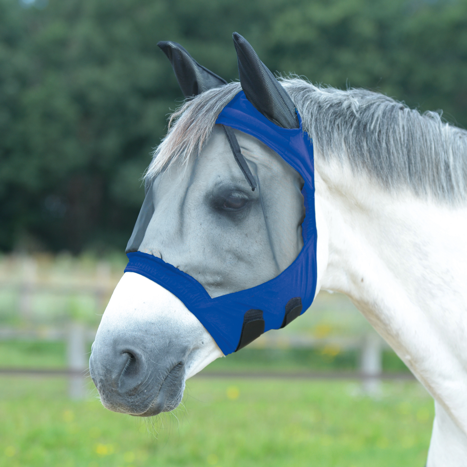 royalblau