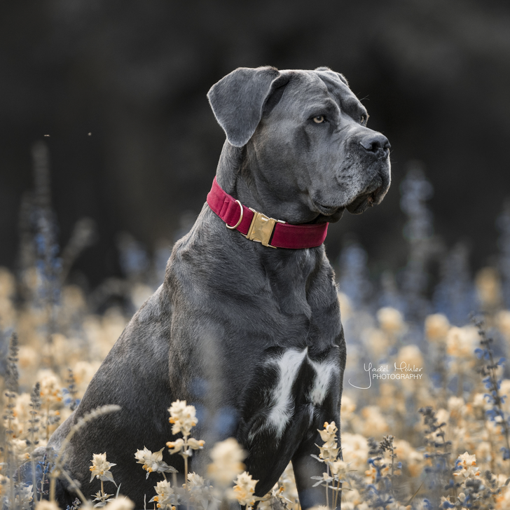 Hunde Halsband Corduroy | Kentucky Dogwear