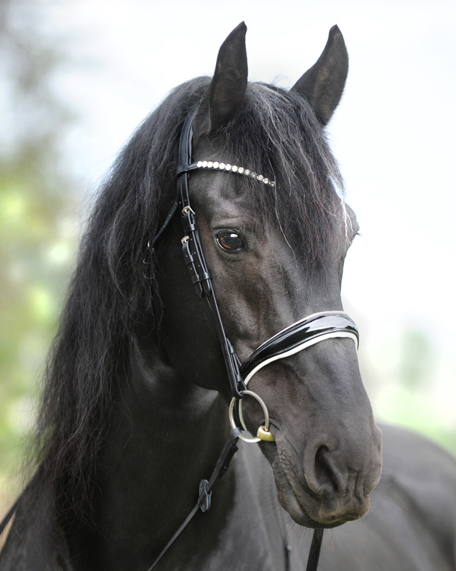 Snaffle "Juliana" close-comb.