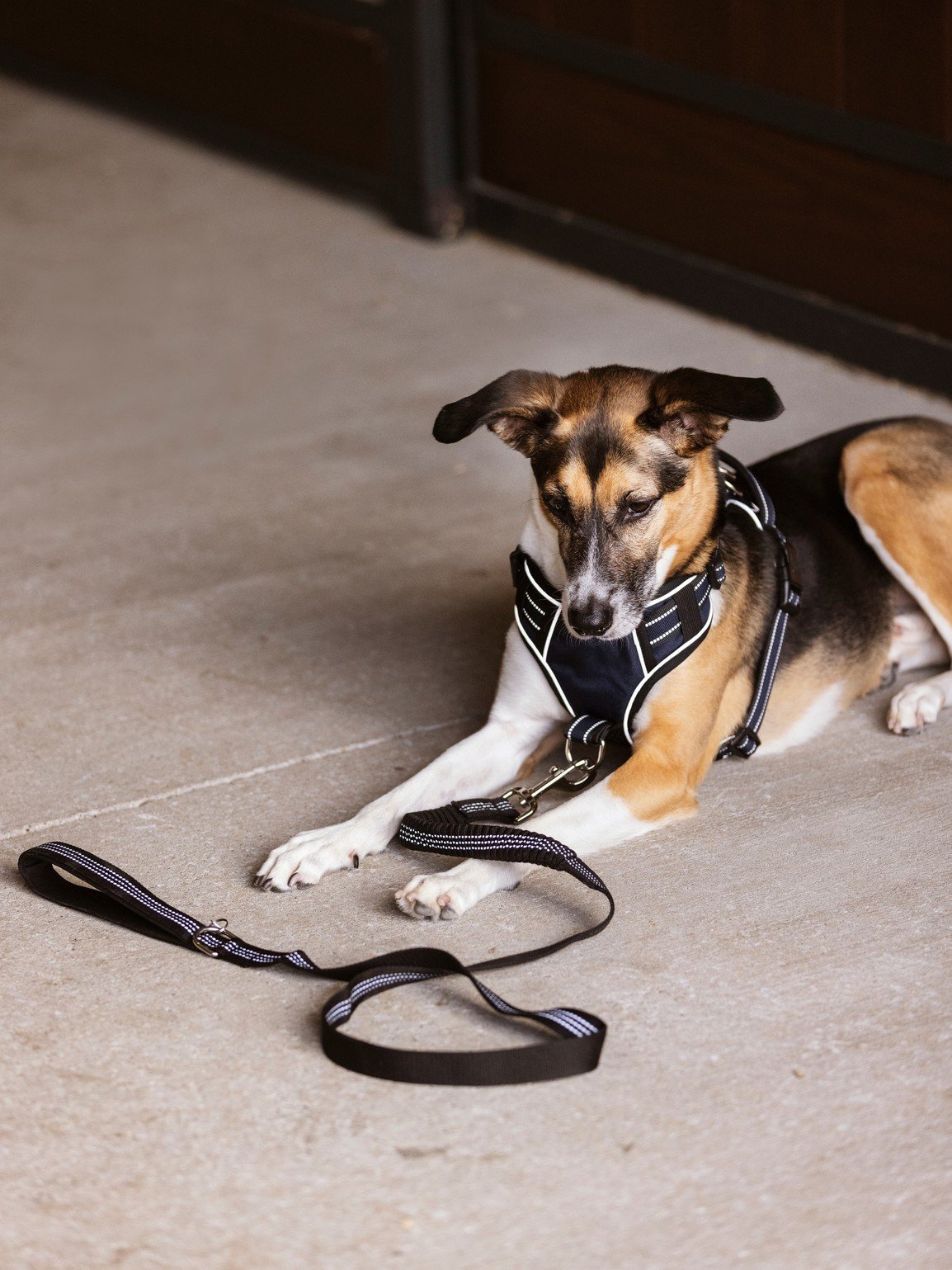 Leine Henley Webbing in schwarz