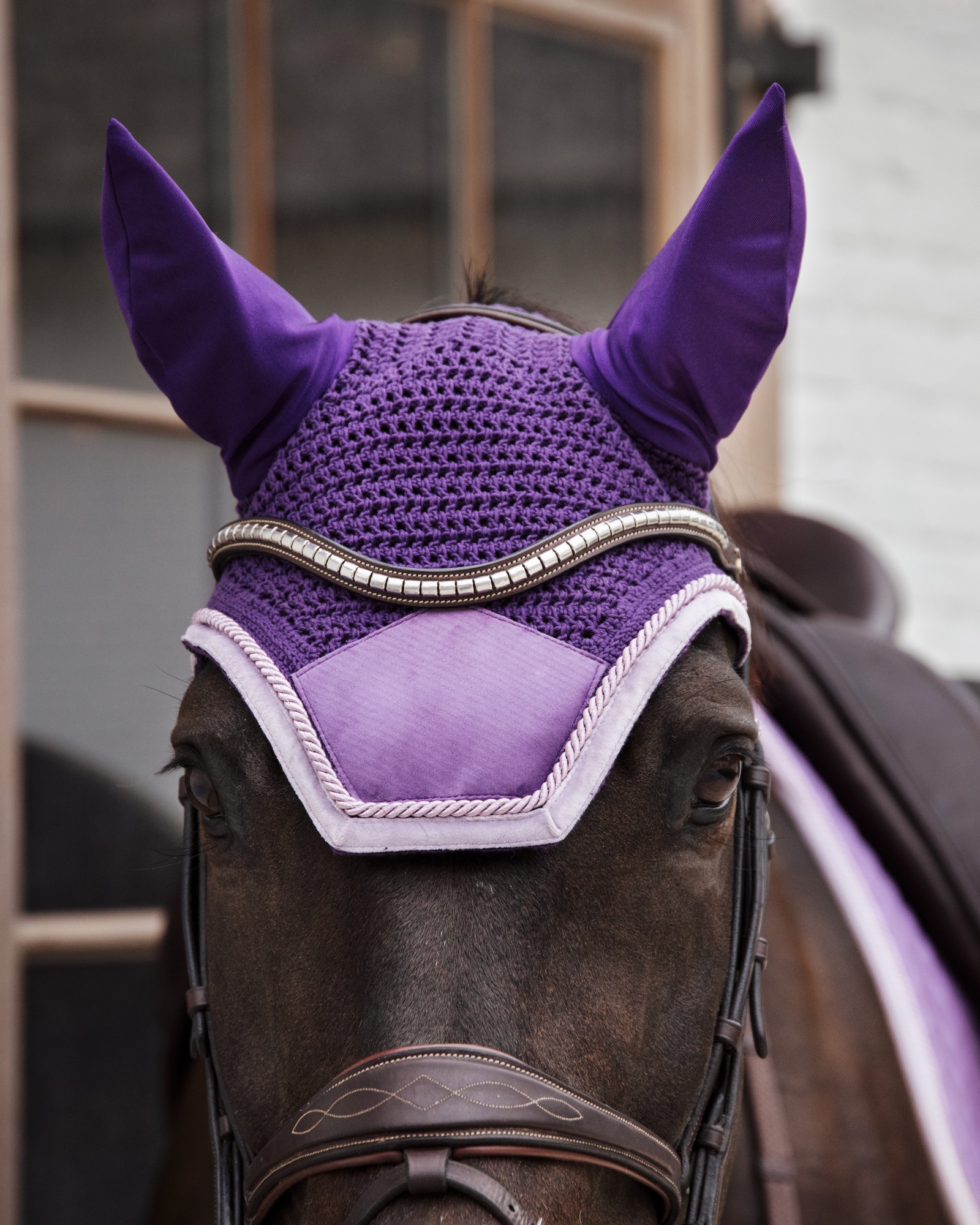 Fly ears Wellington Velvet contrast