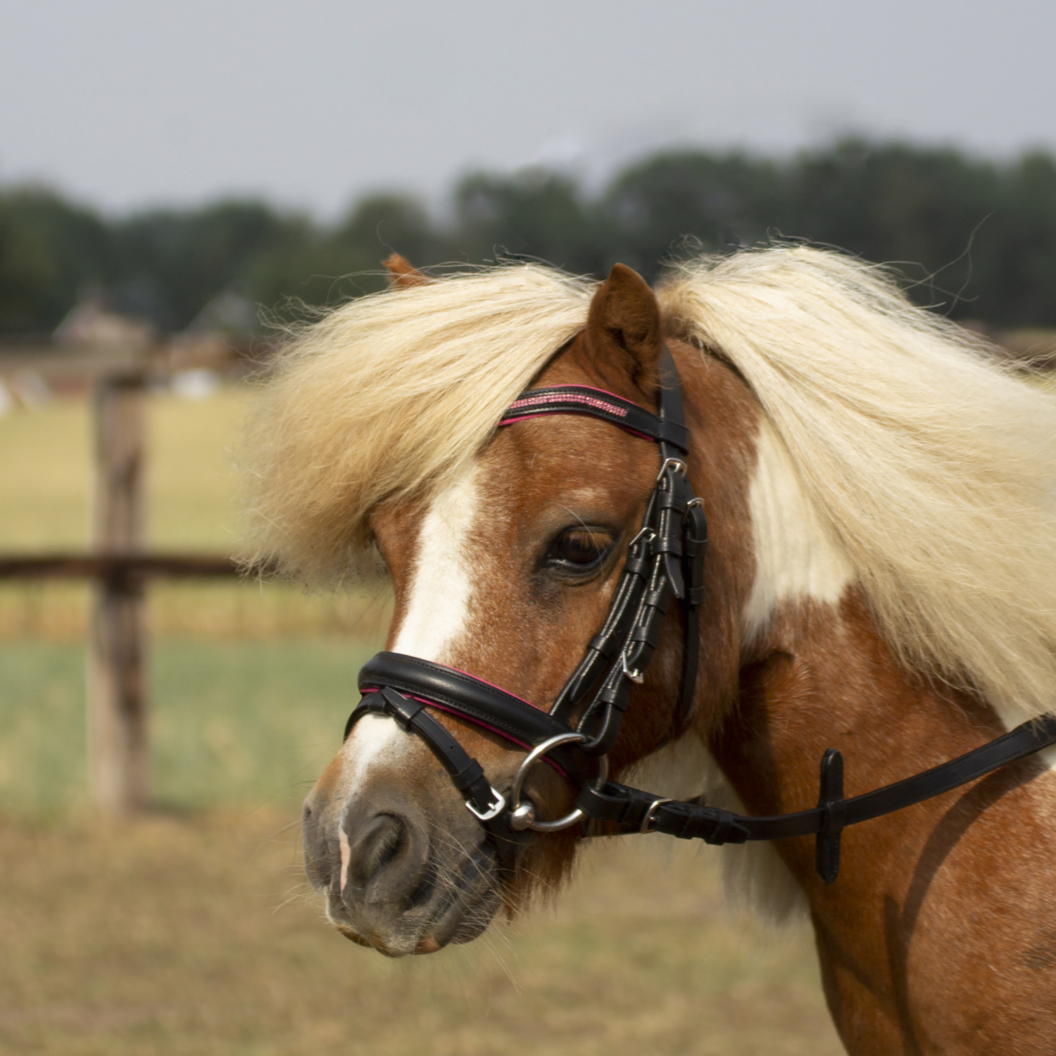 Snaffle Little