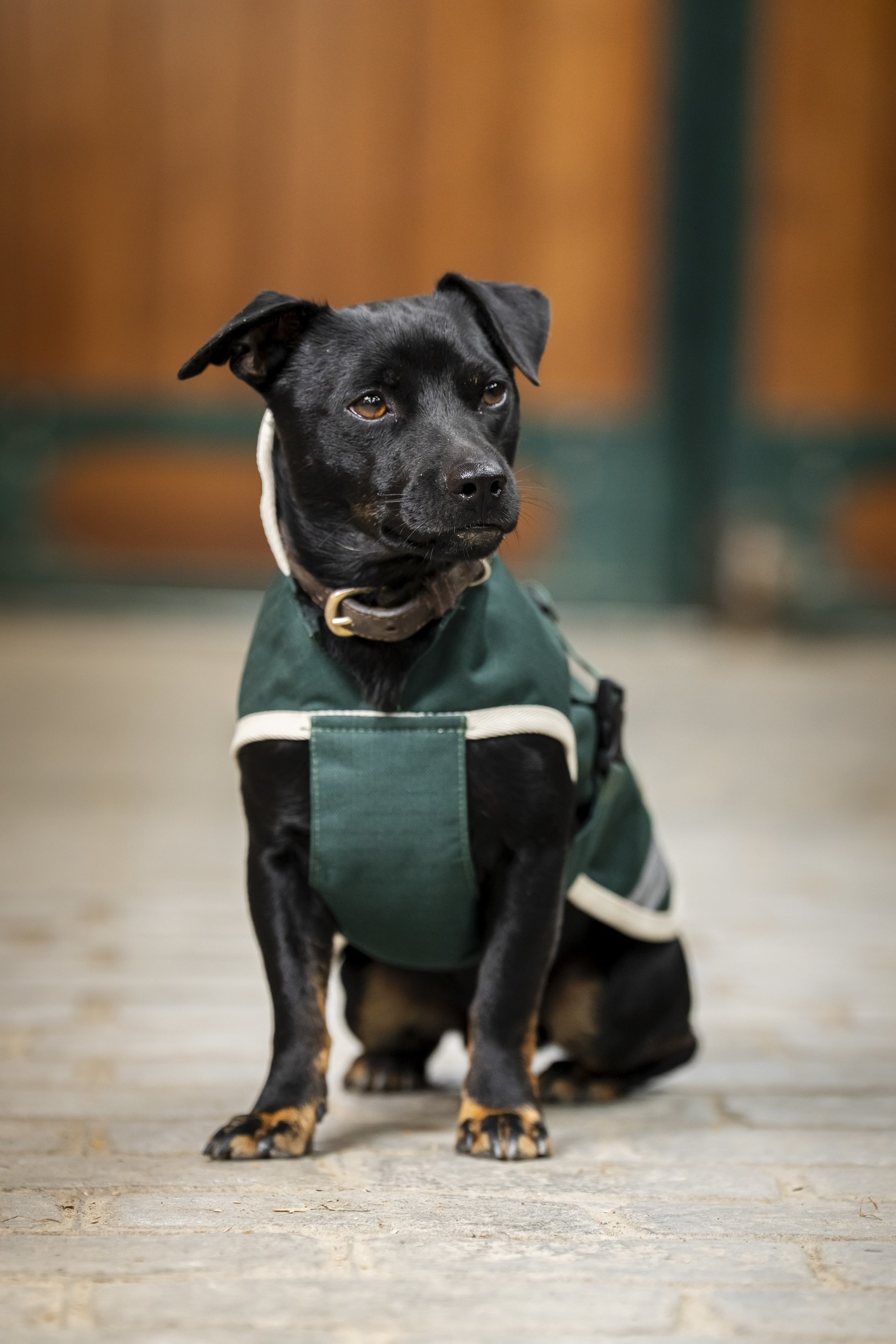 Hundedecke Greenline in Green/cream