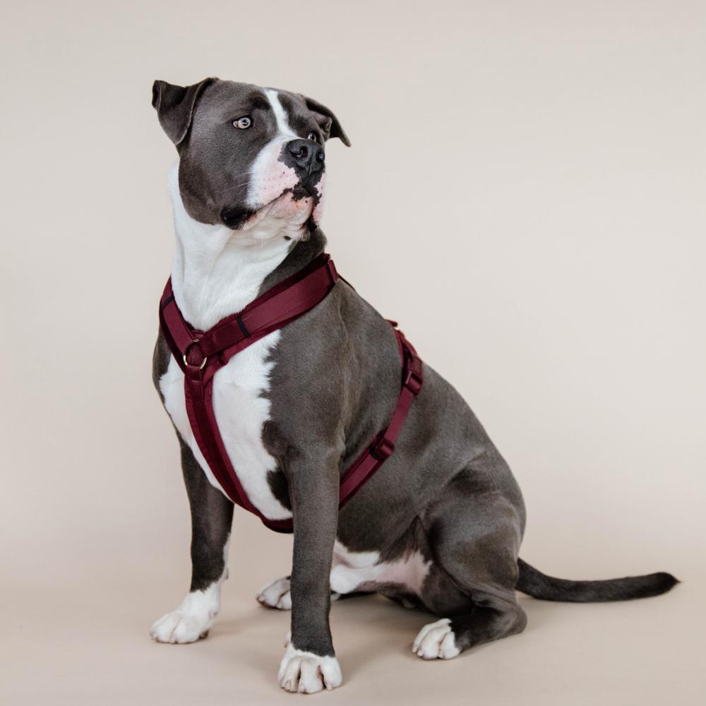 Harnais pour chien Aktiv Velvet