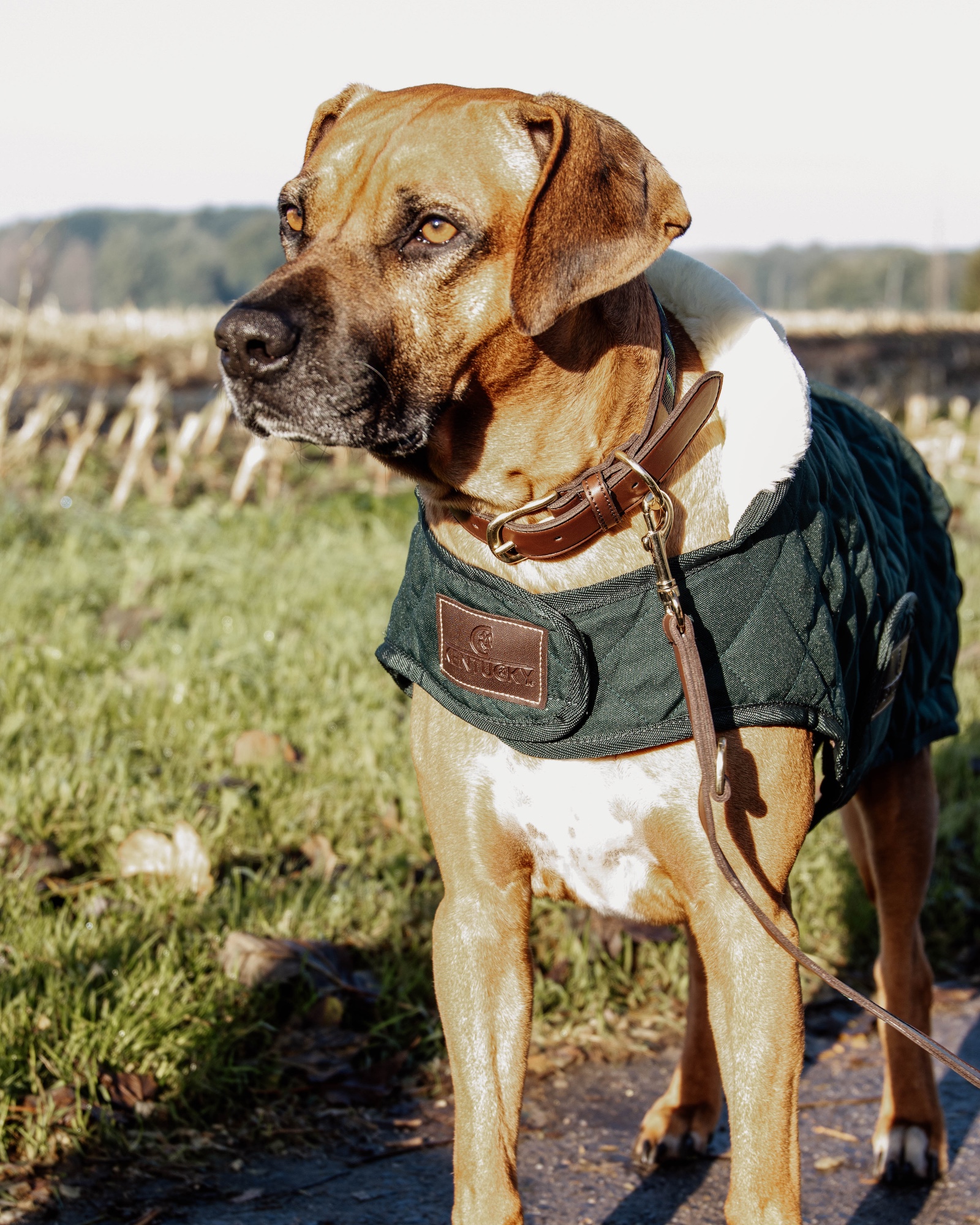 Original dog coat