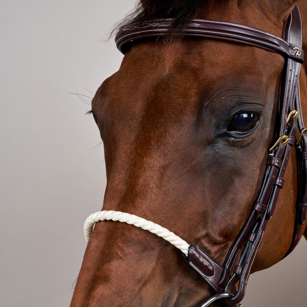 Trense mit Strickreithalfter DY | Dy'on