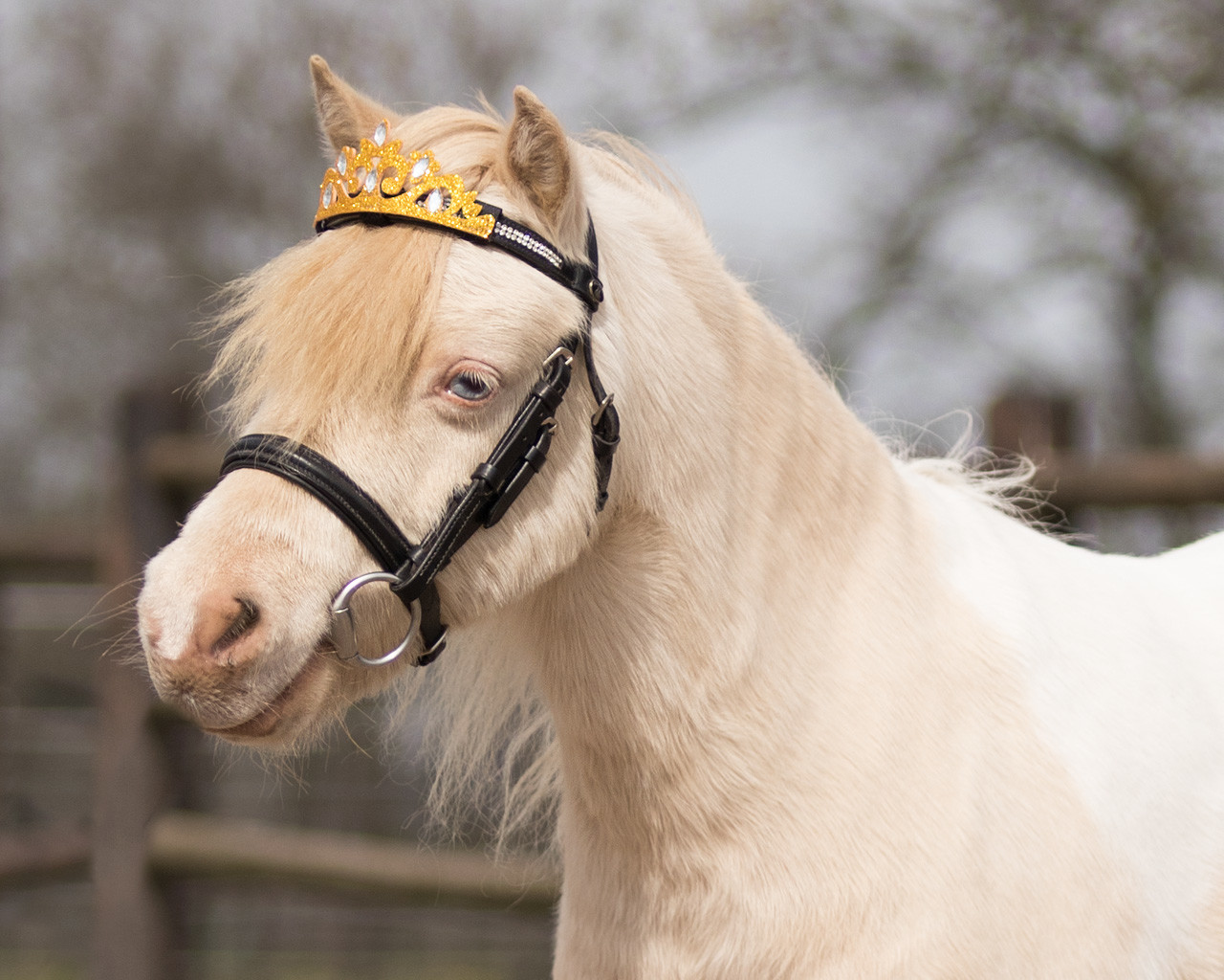 Crown for horse