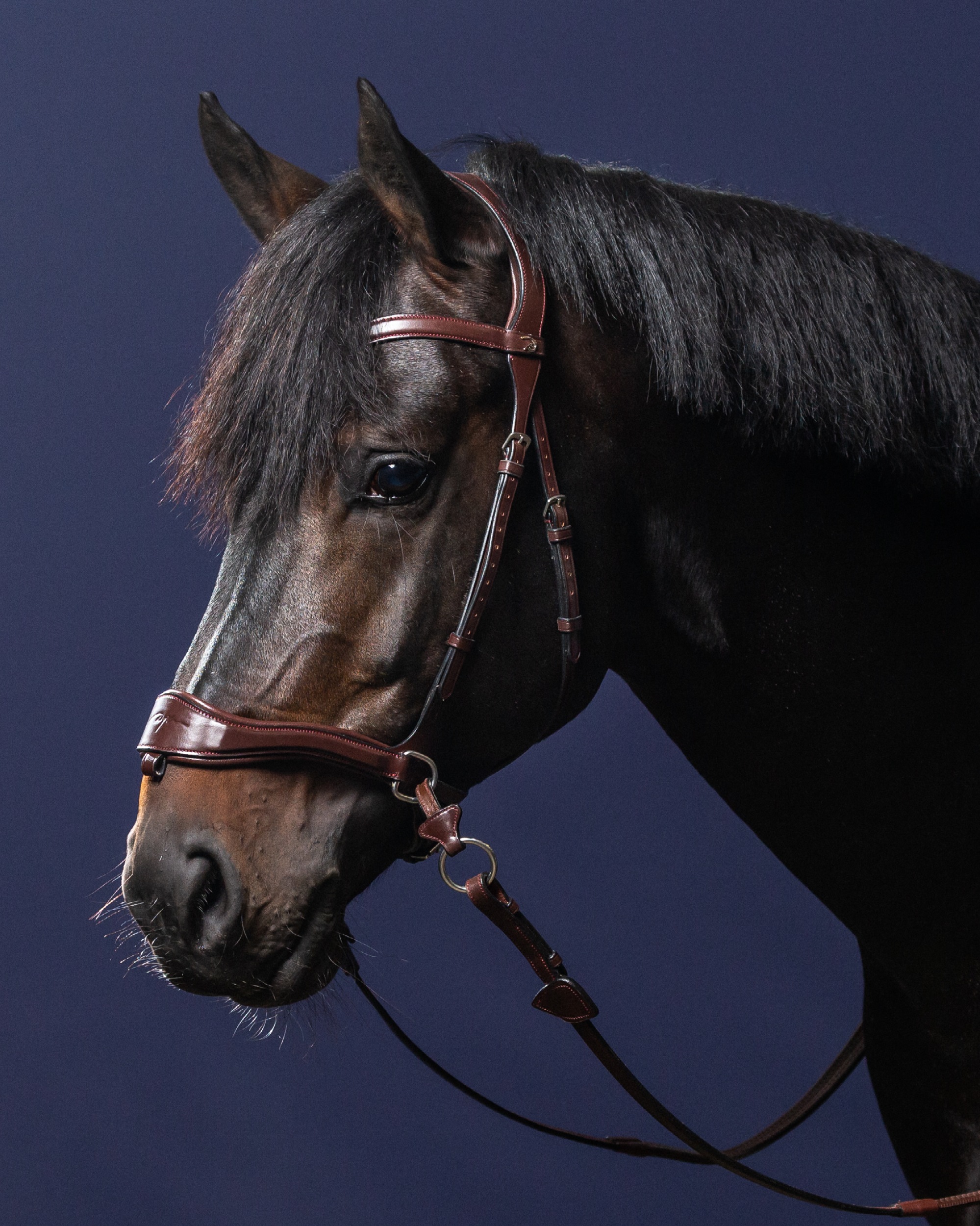 Snaffle D-Motion Snaffle D-Motion