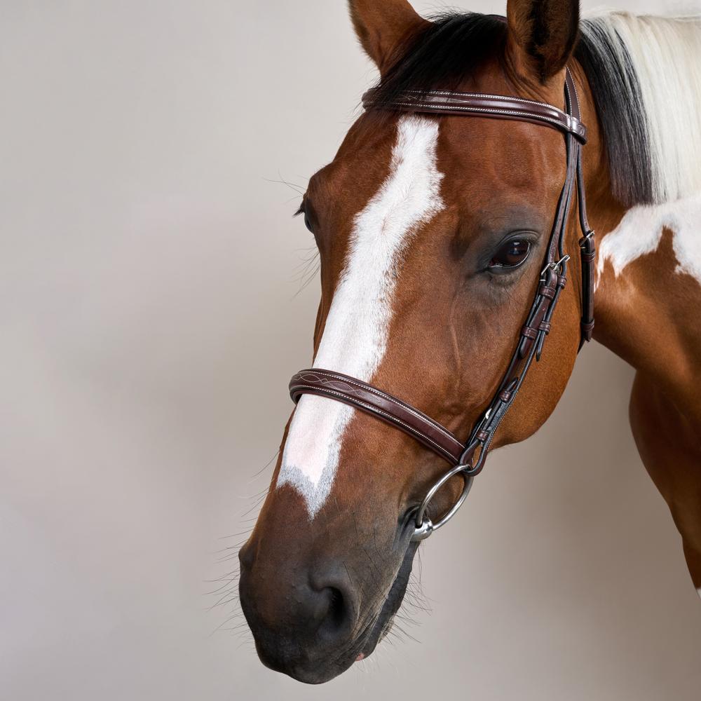 Trense mit Cavesson Reithalfter US