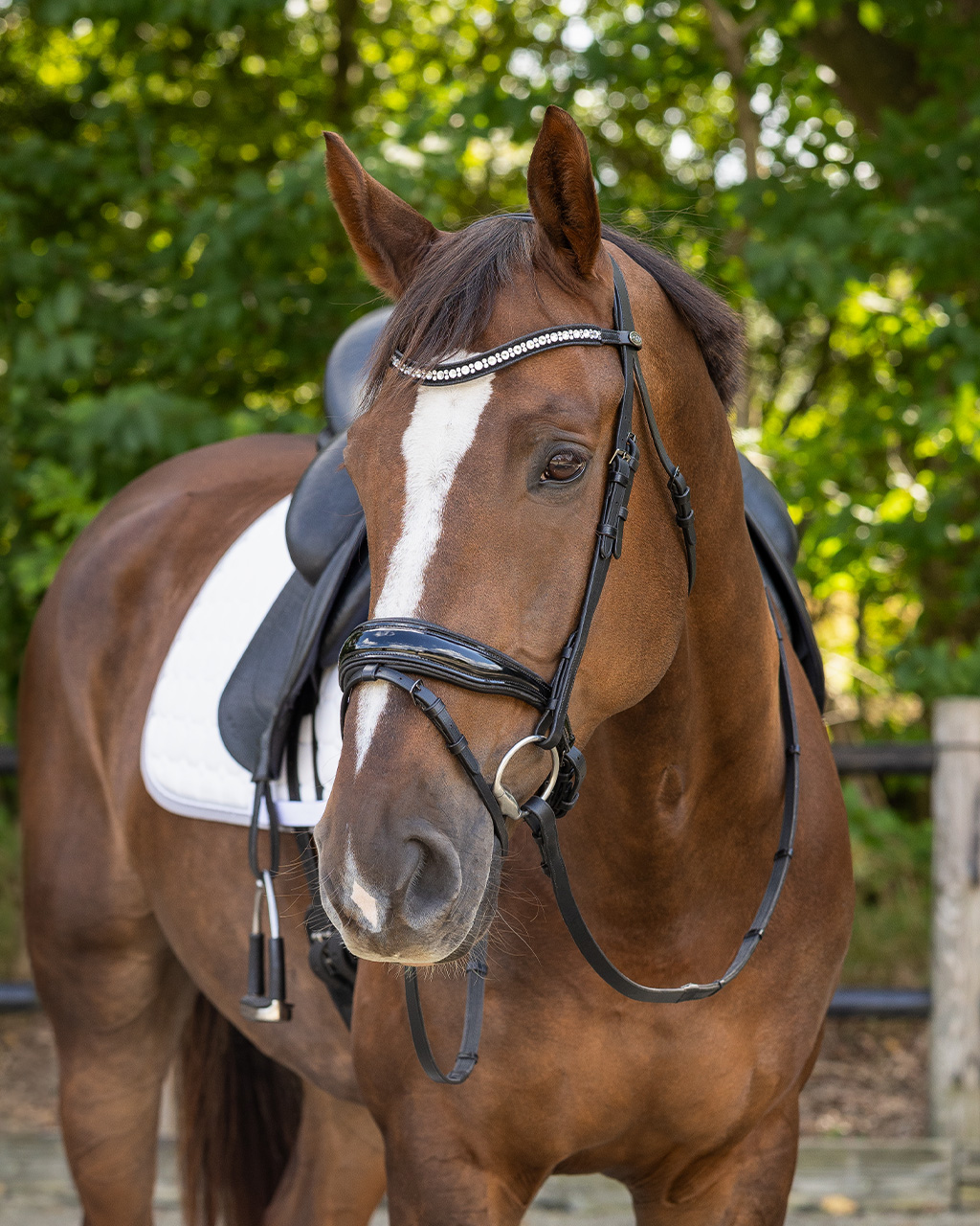 Snaffle Orlando