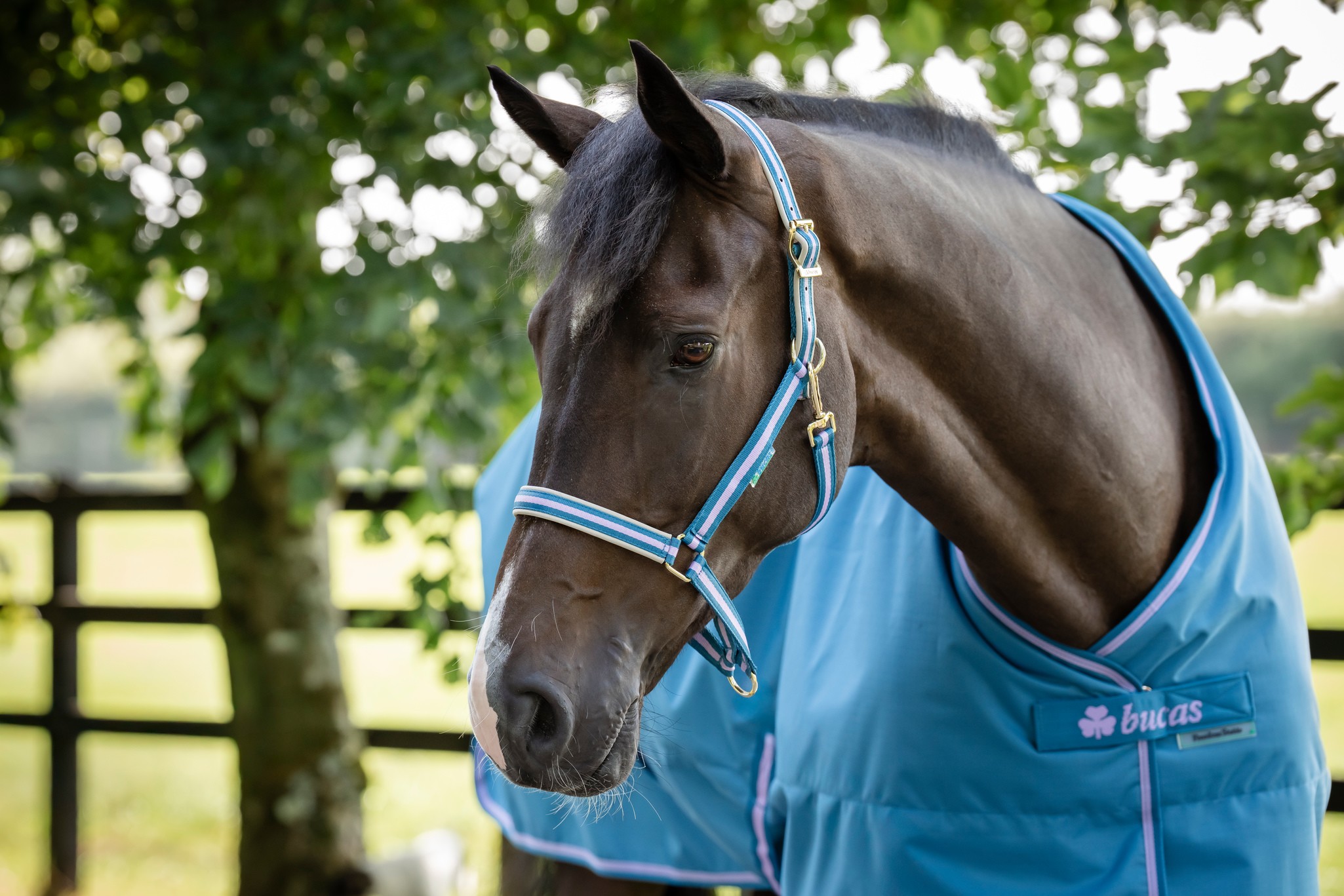Stalldecke Freedom Stable 150 g in Blueberry