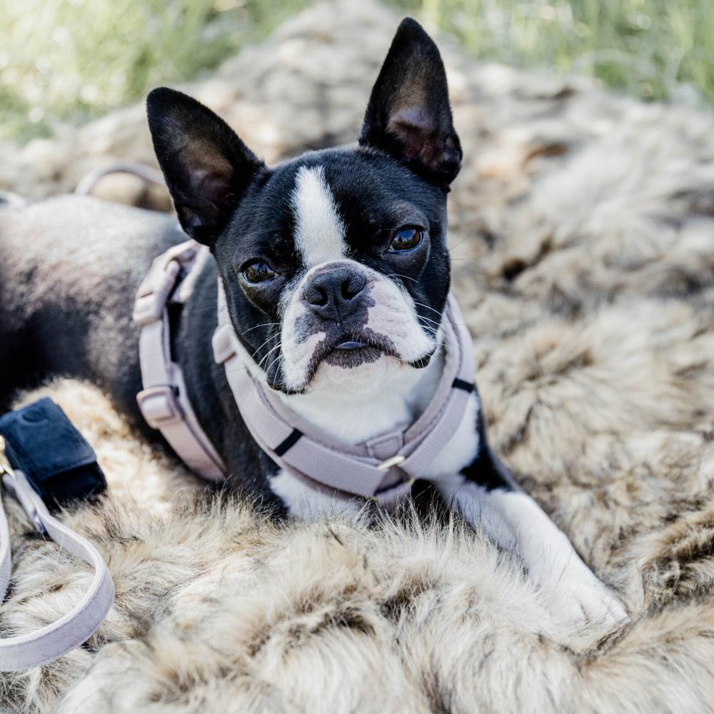 Harnais pour chien Aktiv Velvet