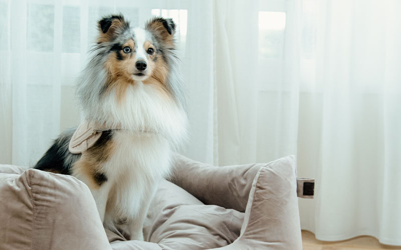 Alles für deinen Hund Shelti in Hundebett von Kentucky