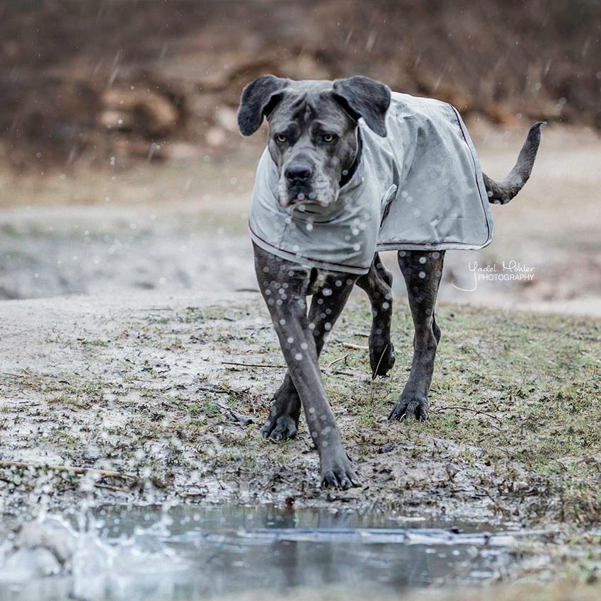 Hunde Regenjacke