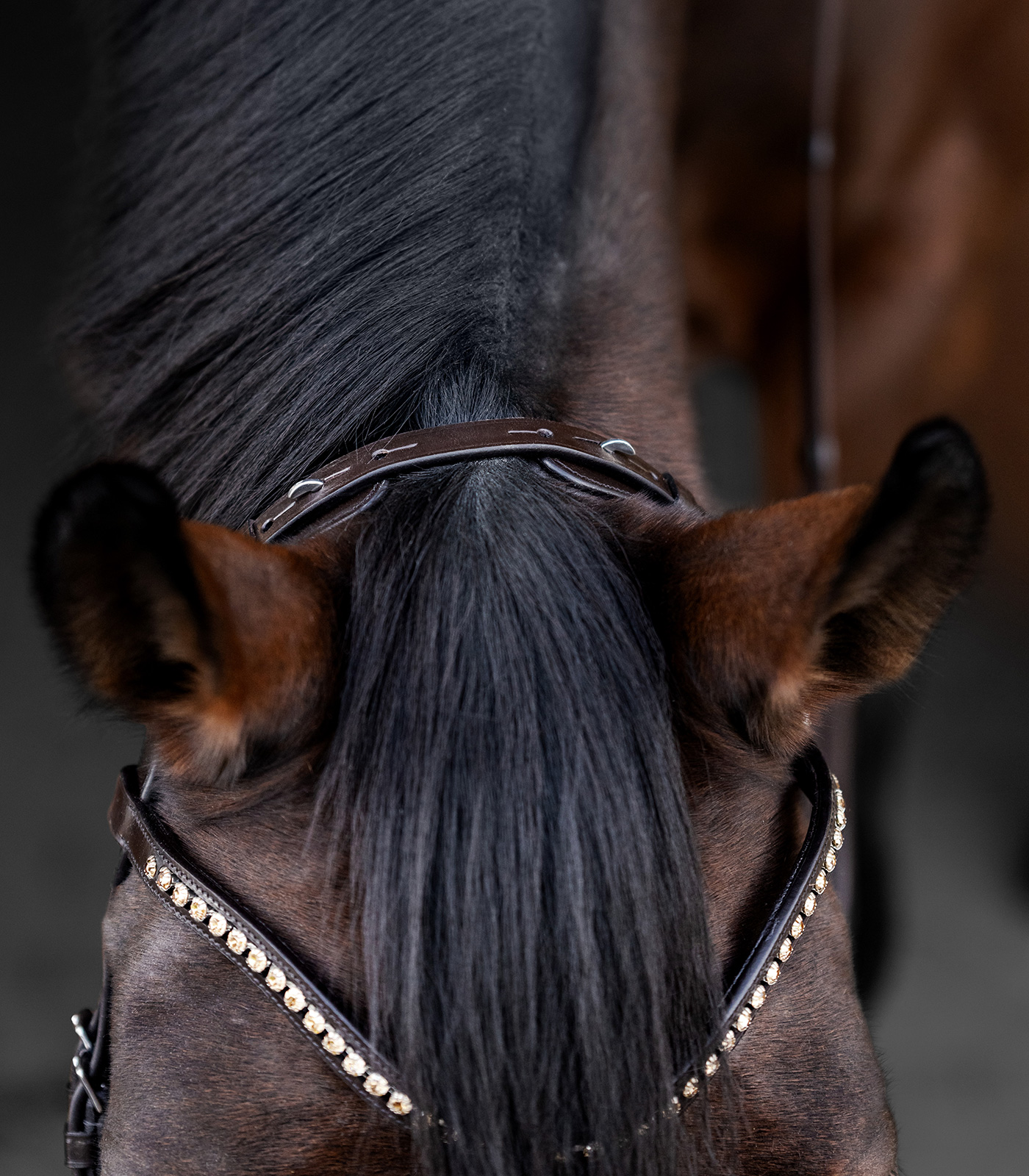 Relaxation bridle Waldhausen X-Line