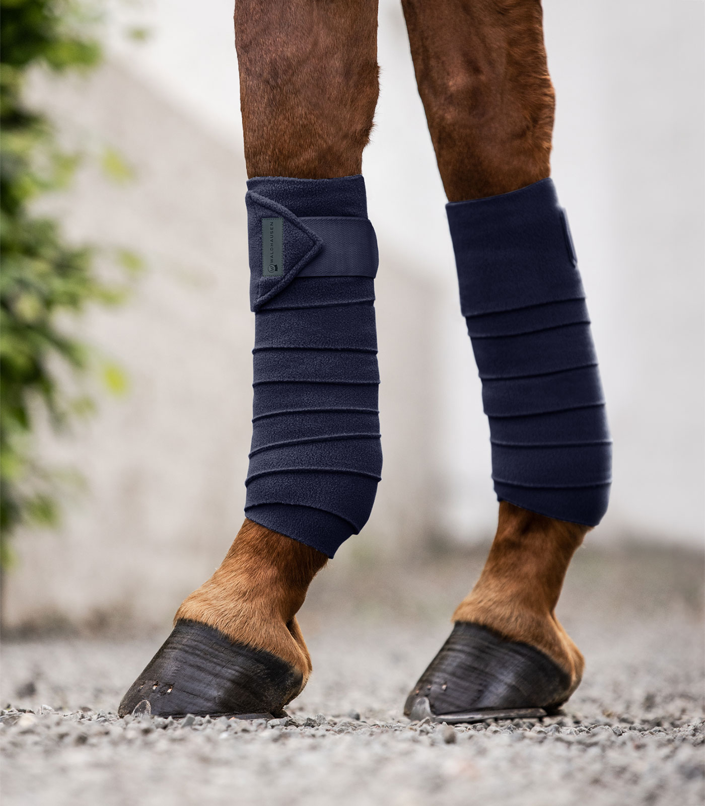 Bande polaire Basic