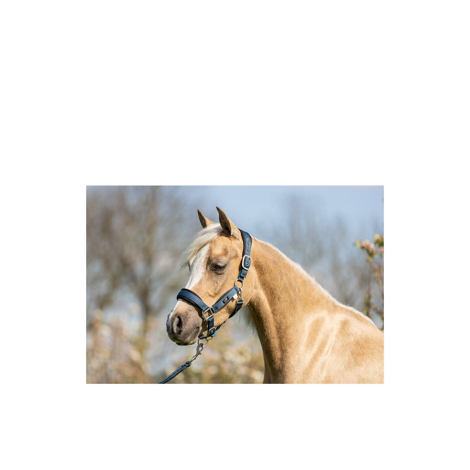 Mini Horse Halfter mit Anbindestrick