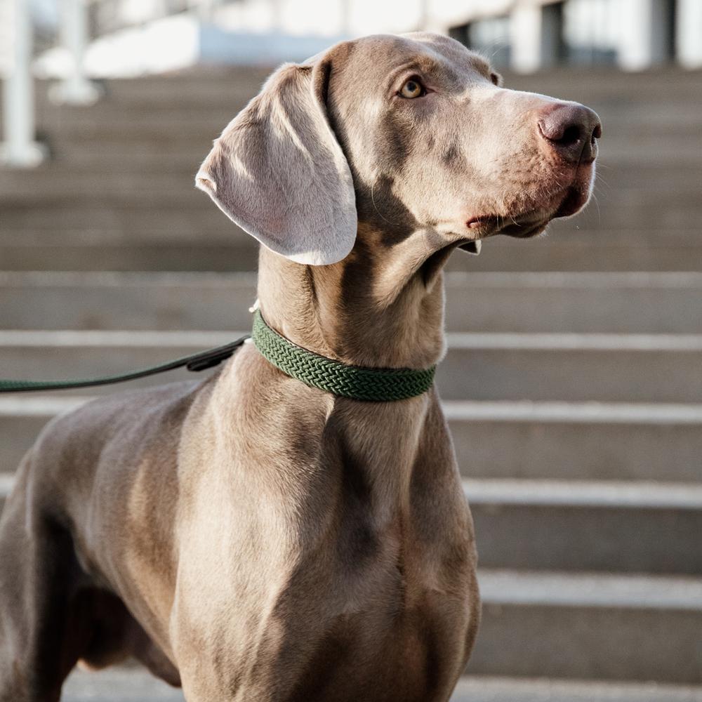 Collier de chien tressé en nylon