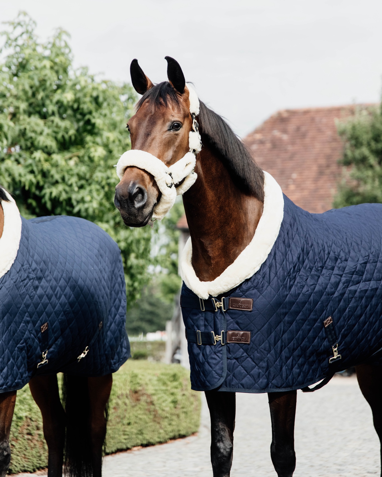 Show rug Show Rug 160g