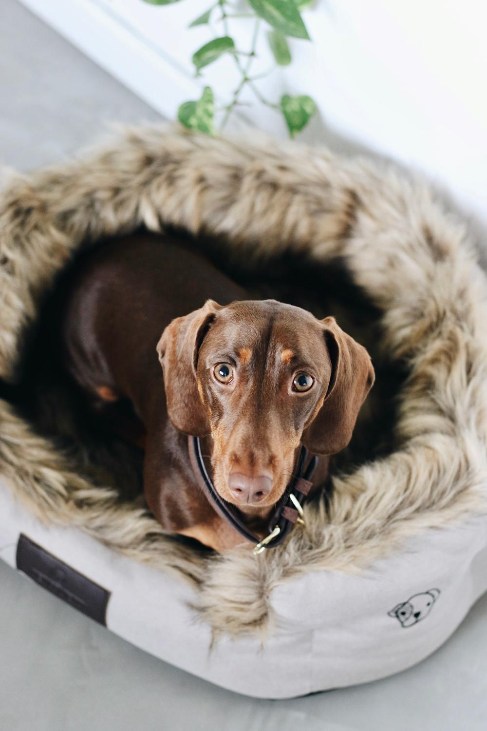 Hundebett Cave | Kentucky Dogwear
