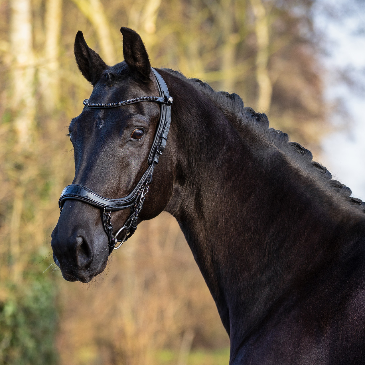 Trense FaySport Blackpearl
