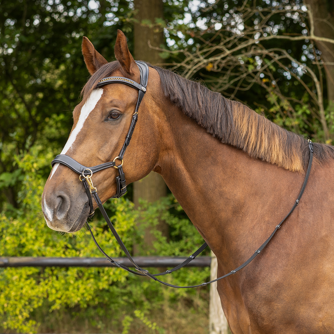 Bitless bridle Anatomical