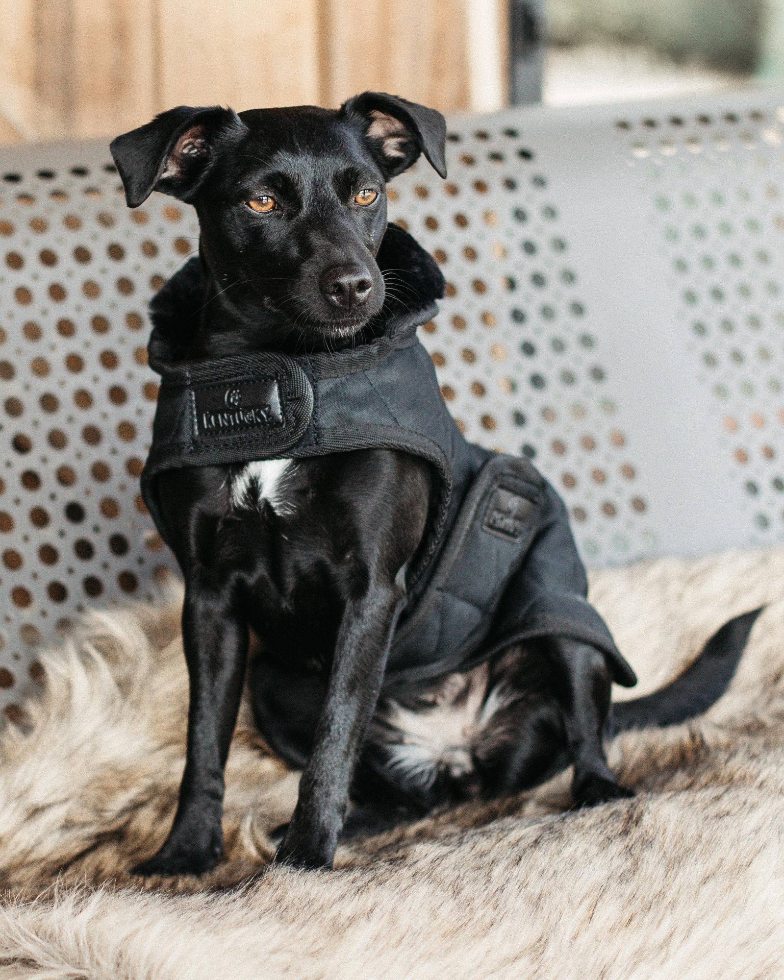 Original dog coat