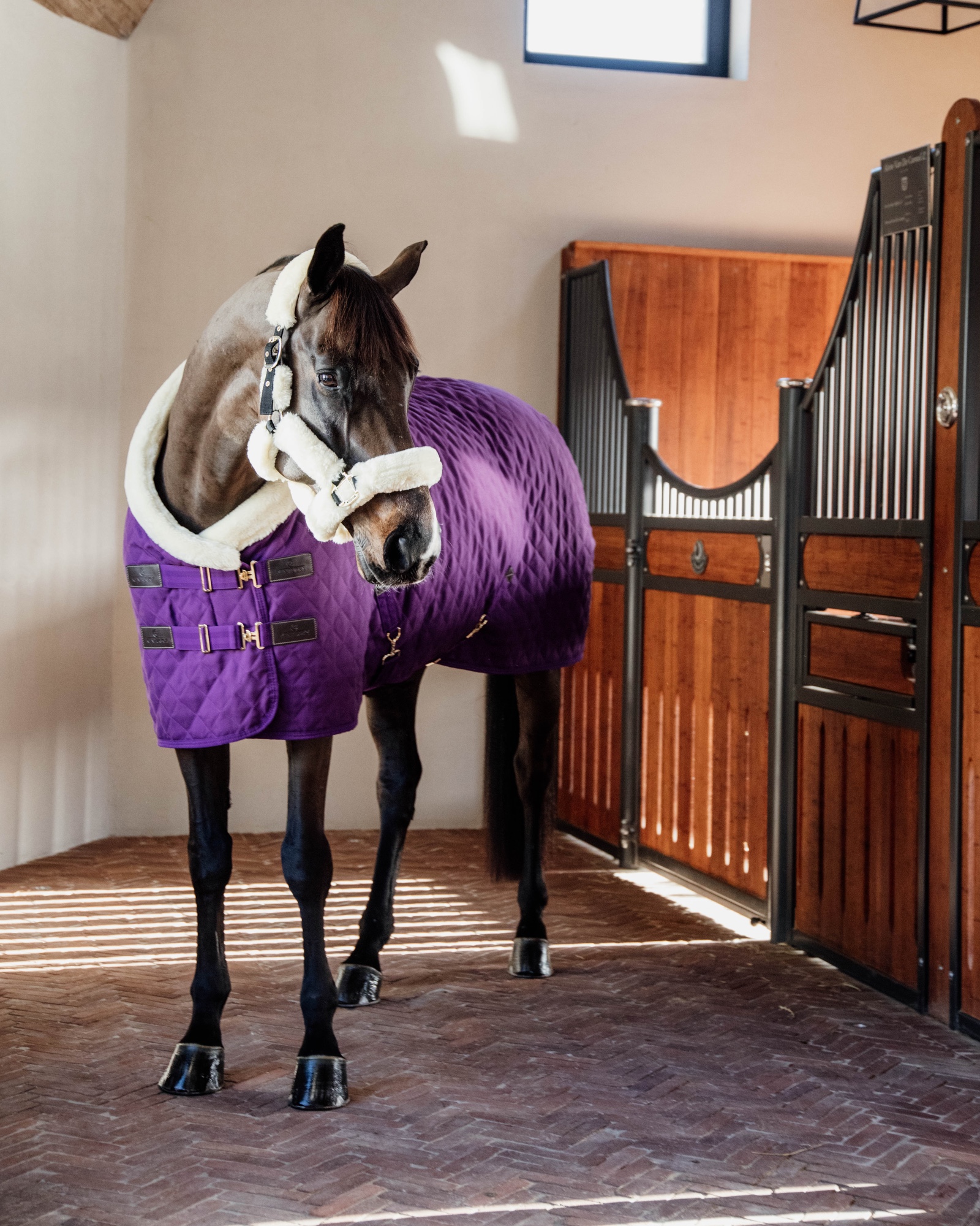 Show rug Show Rug 160g
