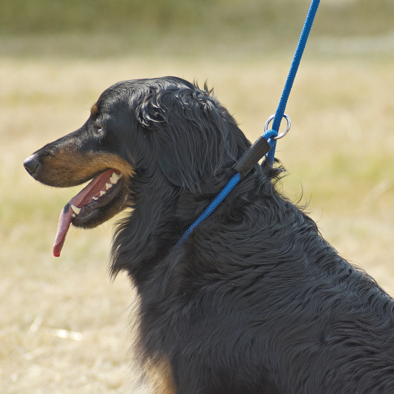 Halfter Funktion 3-in-1