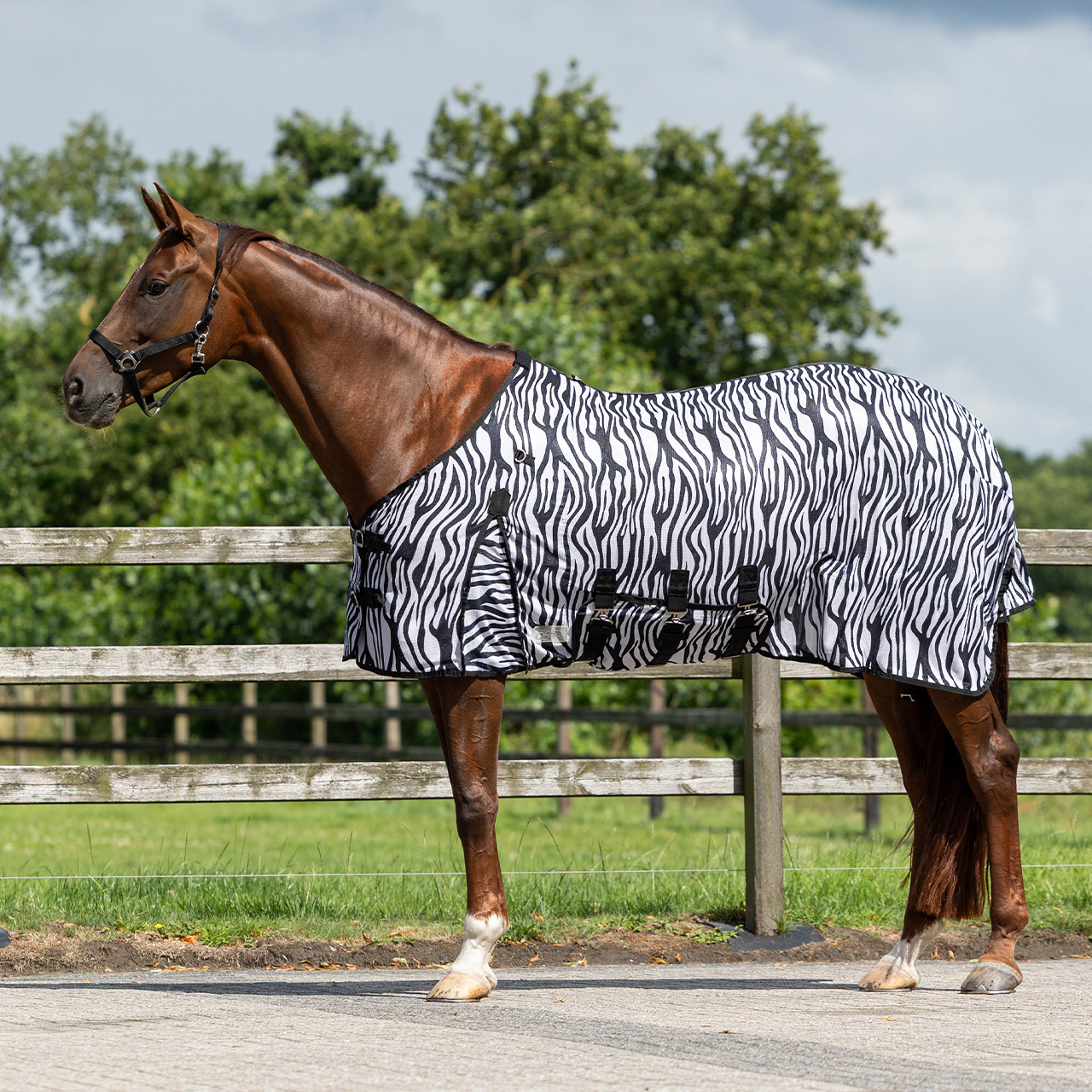 Fly rug with neck and bonnet