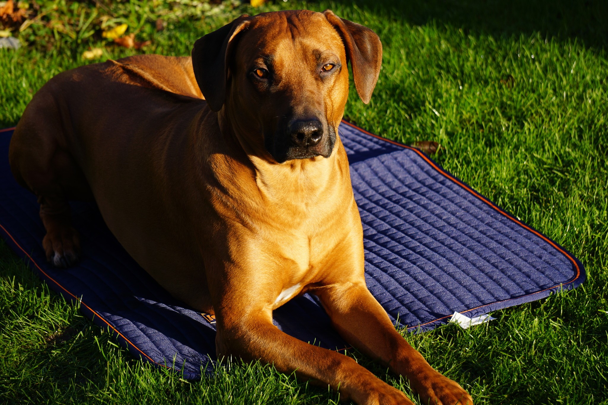 Hundedecke Therapy in Navy/Orange