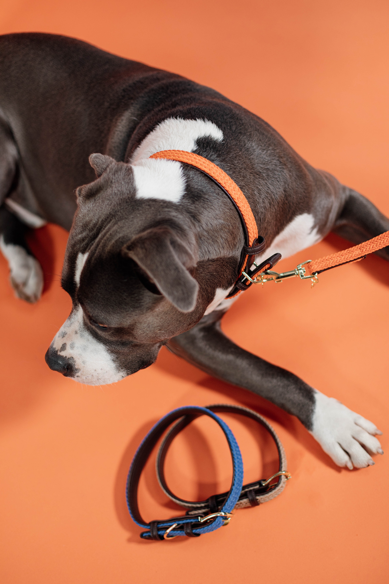 Braided nylon dog collar