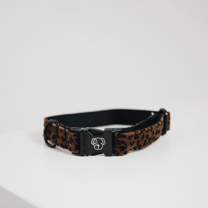 Dog collar lizard