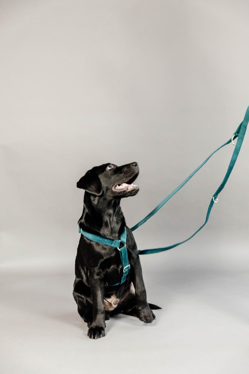 Hunde Leine Velvet 200 cm
