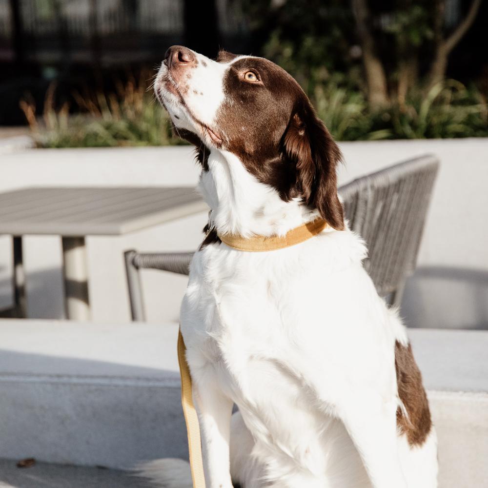 Hunde Leine Velvet 120 cm