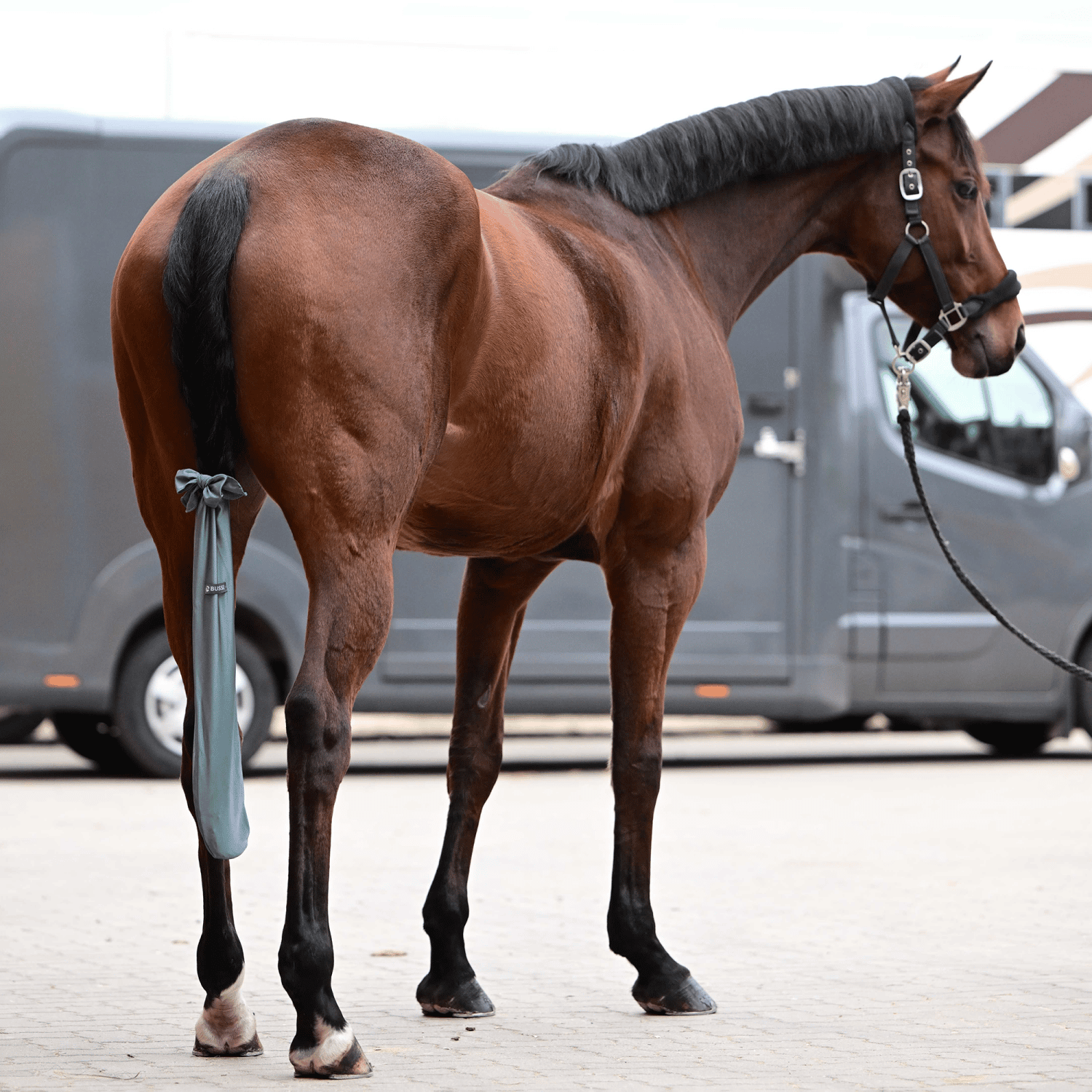 Schweifschoner Clean