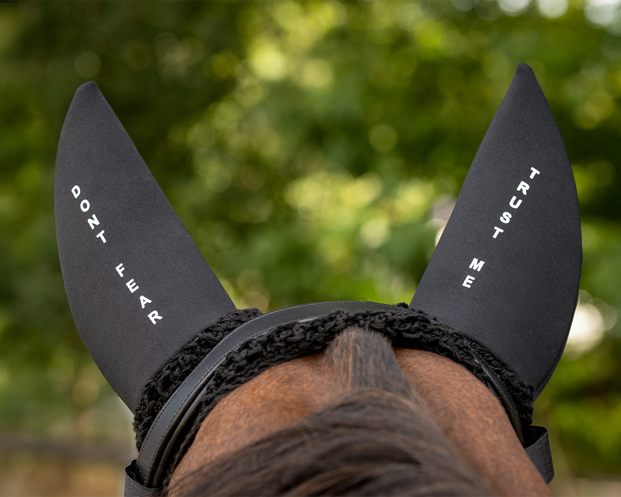 Fly ears 'Don't fear, trust me'