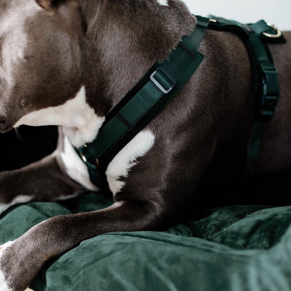 Hundegeschirr Aktiv Velvet